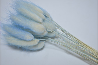 Лагурус (30шт) бело-голубой (7981)